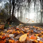 Осіннє рівнодення 2026 в Україні: дата, традиції та чому це важливо